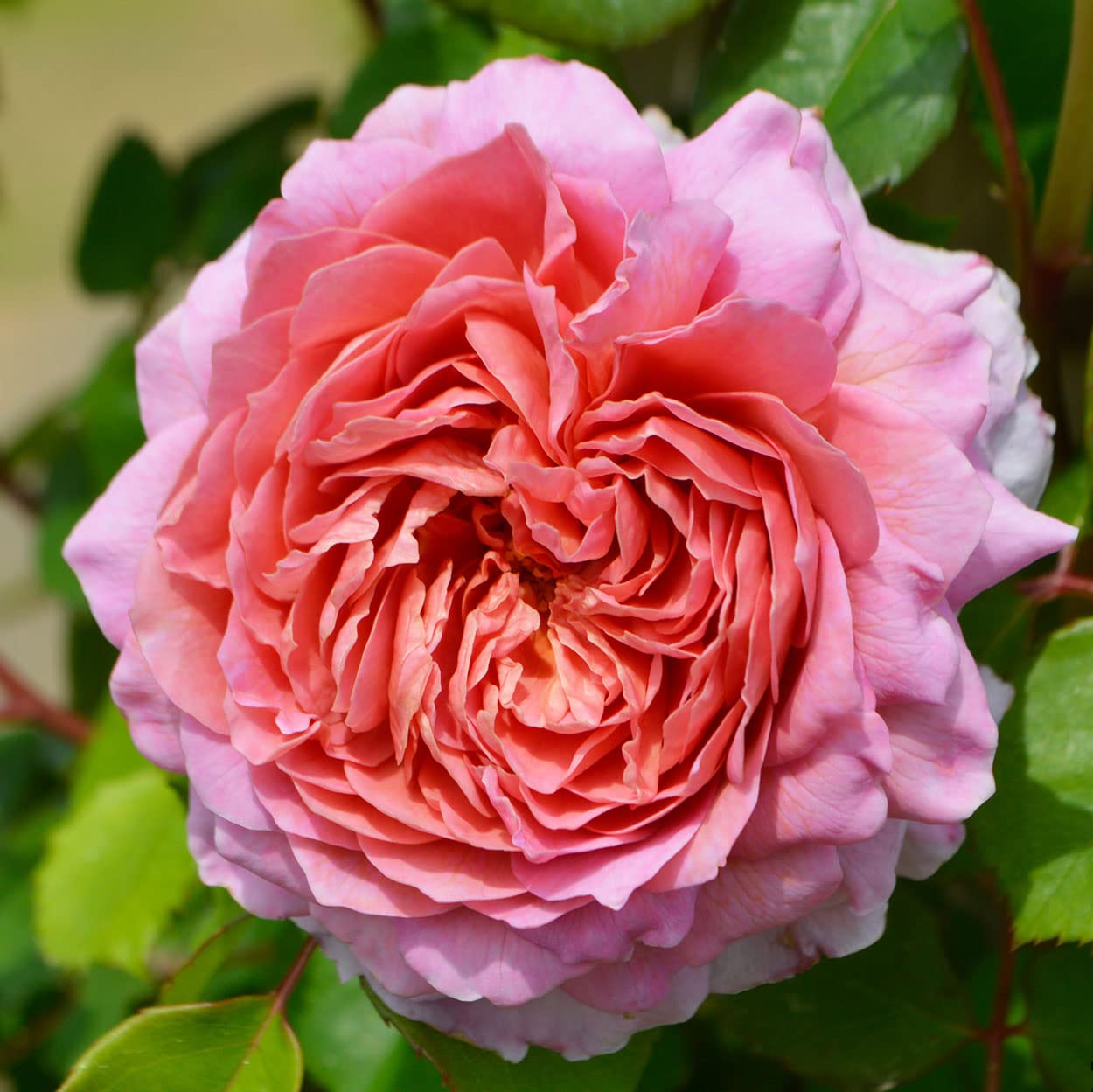 Amazon.co.jp: Rose Seedlings (Ice Fogel) (New Seedling), Vine Rose
